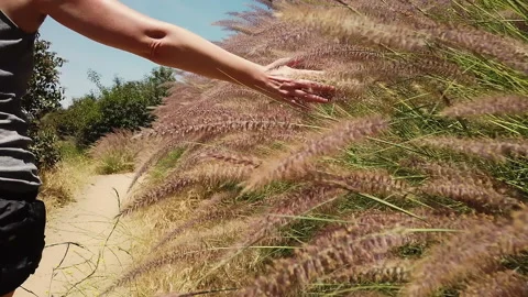 Woman's hand brushing through pink and purple fountain grass in a meadow Stock Footage 132458406
