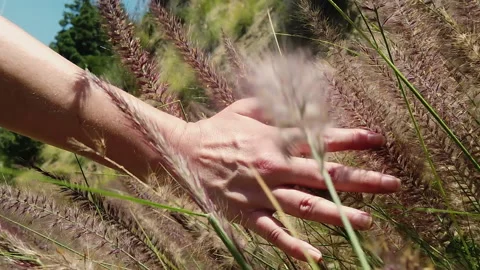 Woman's hand brushing through pink and purple fountain grass in a meadow Stock Footage 132458586