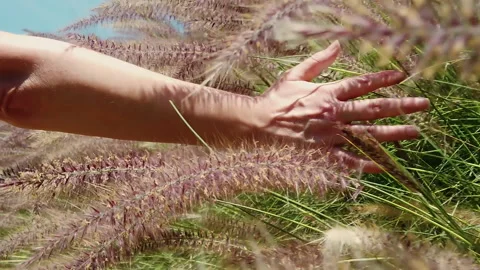 Woman's hand brushing through pink and purple fountain grass in a meadow Stock Footage 132458612