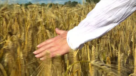 Woman's hand brushing wheat Stock Footage 11828080