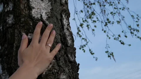 A woman's hand caresses the rough bark of an ancient tree. Stock Footage 306938865