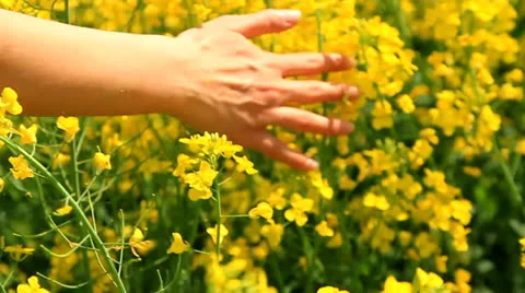 Woman's Hand Caressing Grass Summer Concept Slow Motion Background HD Stock Footage