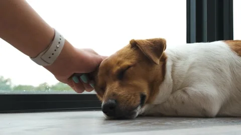 The woman's hand caressing the sleeping Jack Russell terrier Stock Footage 202060511