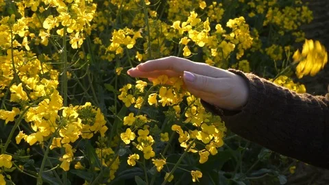 Woman's Hand Caressing Sunny Rapeseed Canola Field Crops Slow Motion 4K Stock Footage
