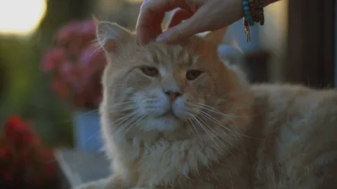 Woman's Hand Caressing a Very Happy Red Cat Stock Footage 103221582