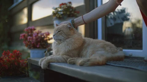 Woman's Hand Caressing a Very Happy Red Cat Stock Footage 103221586