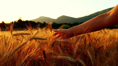 Woman's hand caressing wheat field at sunset Stock Footage 65294986