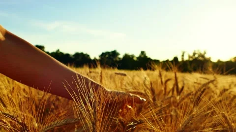 Woman's hand caressing wheat field at sunset Stock Footage 65295824
