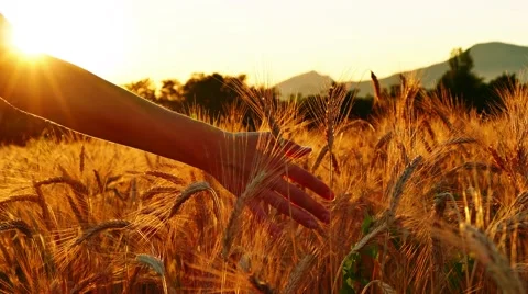 Woman's hand caressing wheat field at sunset, forth and back movement Stock Footage 65298030
