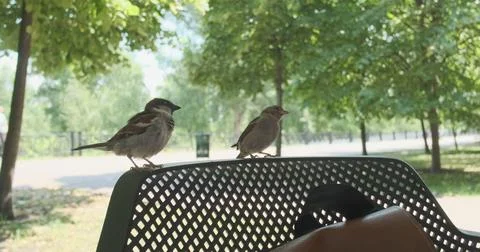 Woman's hand chases sparrows off back of chair in an open-air restaurant in the Foto stock