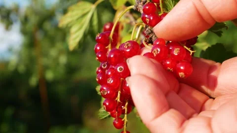 Womans hand checking the ripeness of red currants and picking ripe berries Stock-Footage 346742220