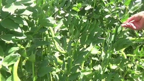 A woman's hand checks the quality of beans in the garden Video stock 306919785