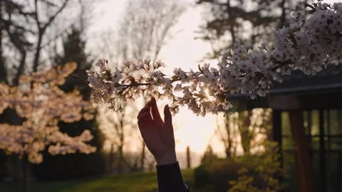 Womans hand with cherry blossom tree, slow motion, with sunburst. 4K 24FPS. Stock Footage 152231167