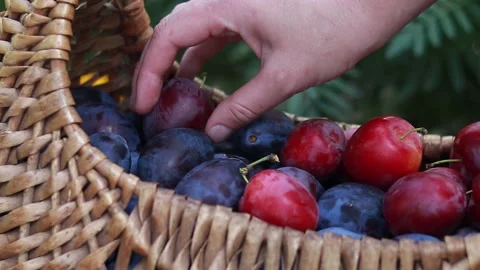A woman's hand chooses a plum Stock Footage 205565394