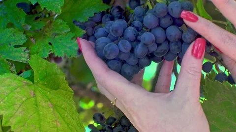 A woman's hand corrects a bunch of grapes behind a grape leaf Video stock 168074254