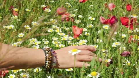 Woman's hand with crystal bracelets touching poppies and daisies Stock Footage 336248297
