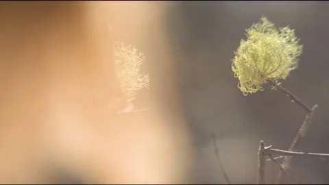 Woman's hand cutting flower stem with pruning shears Stock Footage 76097149