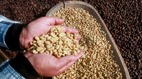 Woman´s hand dropping down dried coffee beans Stock Footage 136436587