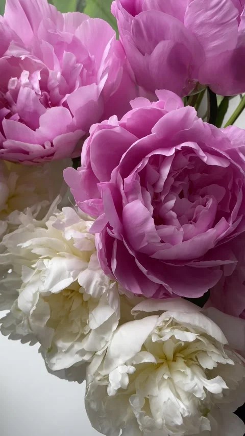 Woman’s hand with elegant manicure touching beautiful pink and white peonies Video stock 336398434