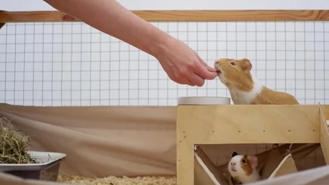 Woman's hand feeding cute guinea pig in a cage 動画素材 337032976