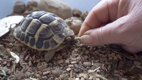 Woman's Hand Feeding Small Land Tortoise in Home Terrarium Stock-Footage 334776100