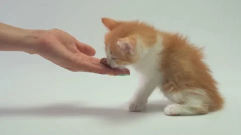 A woman's hand feeds a ginger kitten from her hands Stock Footage 159668391