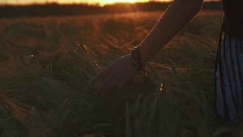 Woman's hand in the field at sunset light Stock Footage 78578008