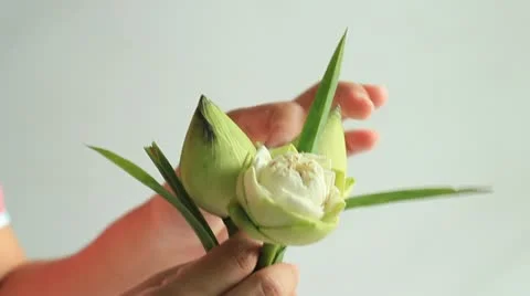 Woman's hand folding lotus Stock Footage 12236111