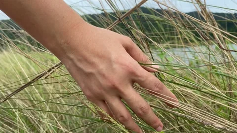 Woman's hand gently move through fresh green grass foliage, walking along Stock Footage 280044313