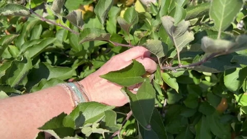 Woman's hand gently picking ripe apple from tree in orchard Stock Footage 345259954
