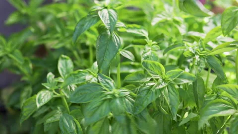Woman's hand gently picks up basil leaves Stock Footage 139160970