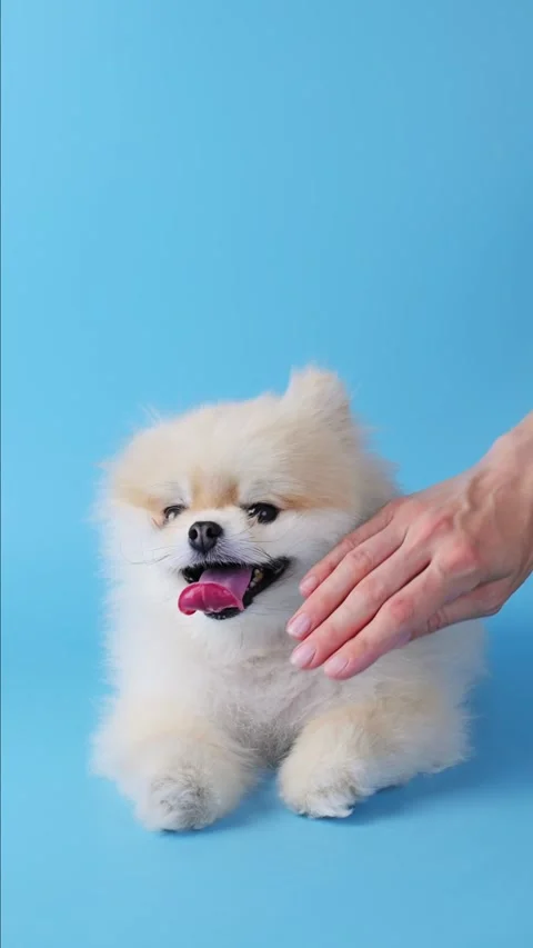 Woman's hand gently small Pomeranian spitz. Concept of love and care for pets Video stock 343125820
