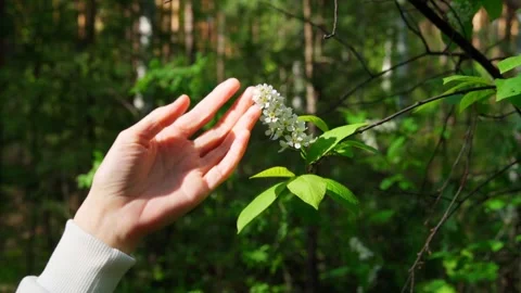 A woman's hand gently touches a bud of wild white lilac growing in the forest. Stock Footage 306356830