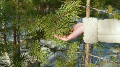 A woman's hand gently touches a pine branch on a sunny and frosty winter day. Video stock 297833024