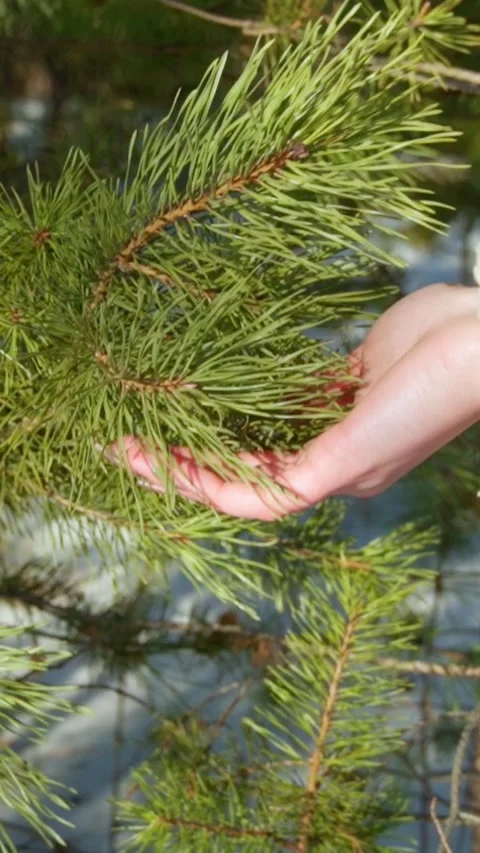 A woman's hand gently touches a pine branch on a clear sunny winter day. Stock Footage 299977878