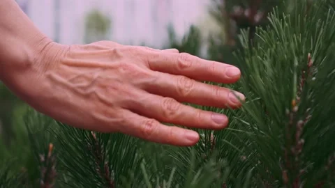 A woman's hand gently touches the seedlings of coniferous trees. Young cedar Stock Footage 158181908