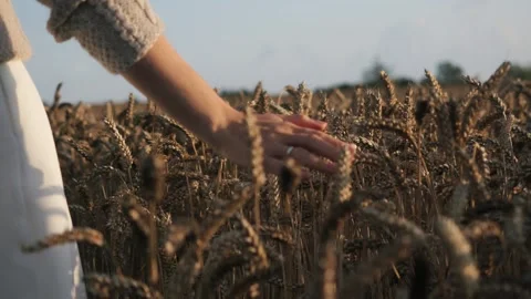 A Womans Hand Gliding Gracefully Through a Golden Wheat Field at Beautiful Stock Footage 318147264
