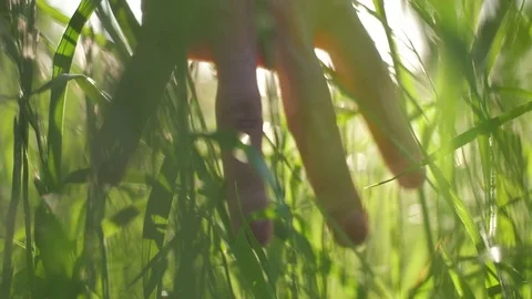 Woman's Hand In The Grass Stock Footage 82937138