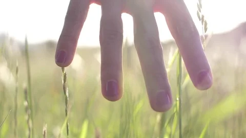 Woman's Hand In The Grass Stock Footage 82938137