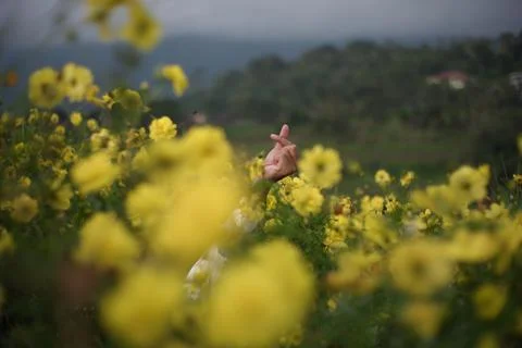 Woman's hand with hand code of love in the caudatus cosmos flower garden Stock Photos