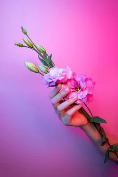 Woman's hand hold pink eustoma flower with dew water drops in neon light. Man Stock Photos