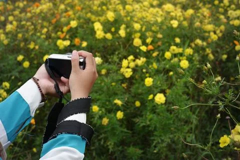 A woman's hand holding a camera photographing the cosmos caudatus flower Stock Photos