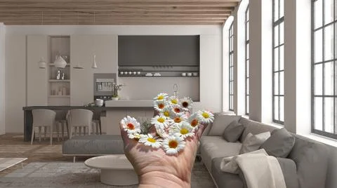Woman's hand holding daisies, spring and flowers idea, over modern kitchen an Illustrazione stock