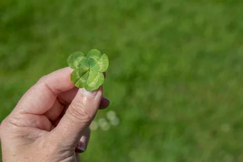 Woman's hand holding a four leaf clover, good luck symbol Stock Photos