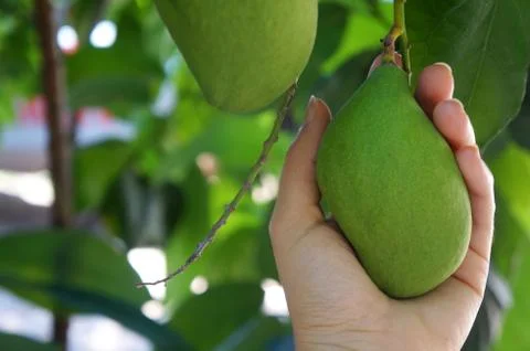 Woman's hand holding fresh mango. Mango tree. Nature. Stock Photos