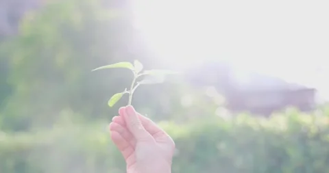 Woman's hand is holding a seedling ready to be planted with sunlight and a .. Stock Footage 290847152