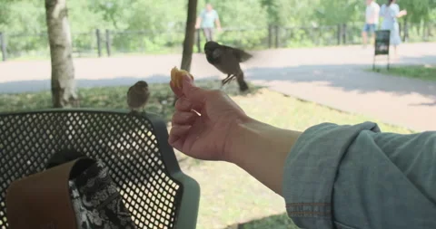 Woman's hand holds out bread to sparrow. Little bird is afraid to eat food from Stockbeeldmateriaal 245432021