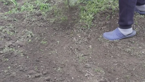 A womans hand holds a rake, clearing grass from the soil against a backgrou.. Stock Footage 304822745