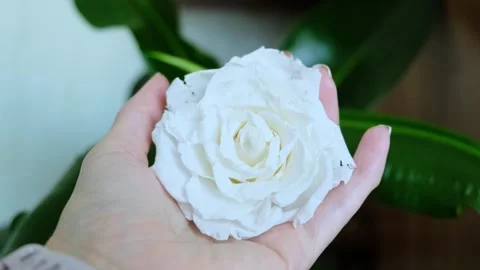 A woman's hand holds a stabilized flower. White rose in female hands. Stock Footage 269671823