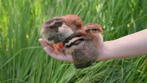 Woman's hand holds two small brown fluffy chickens in her palm close-up against Stock Footage 201286387